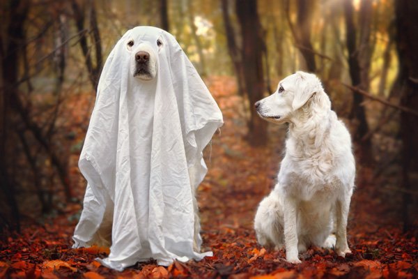 Can Animals Sense Paranormal Activity?