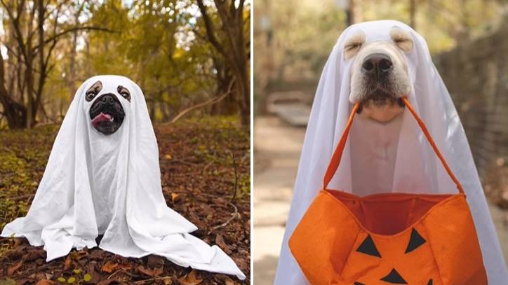 Spooky Paws: The Dog Ghost Costume