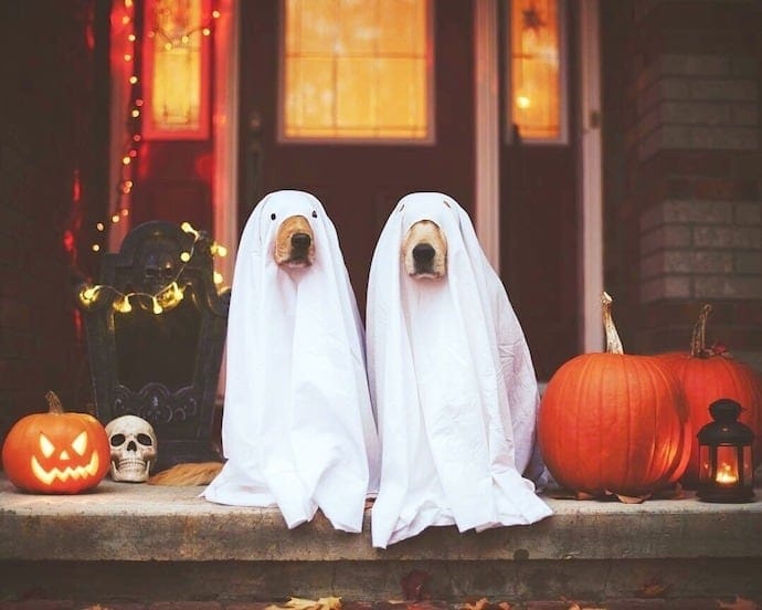 Spooky Paws: The Dog Ghost Costume