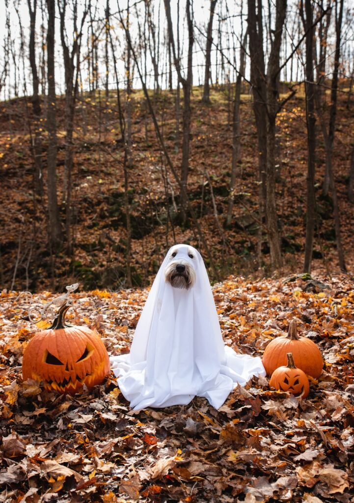 Spooky Paws: The Dog Ghost Costume