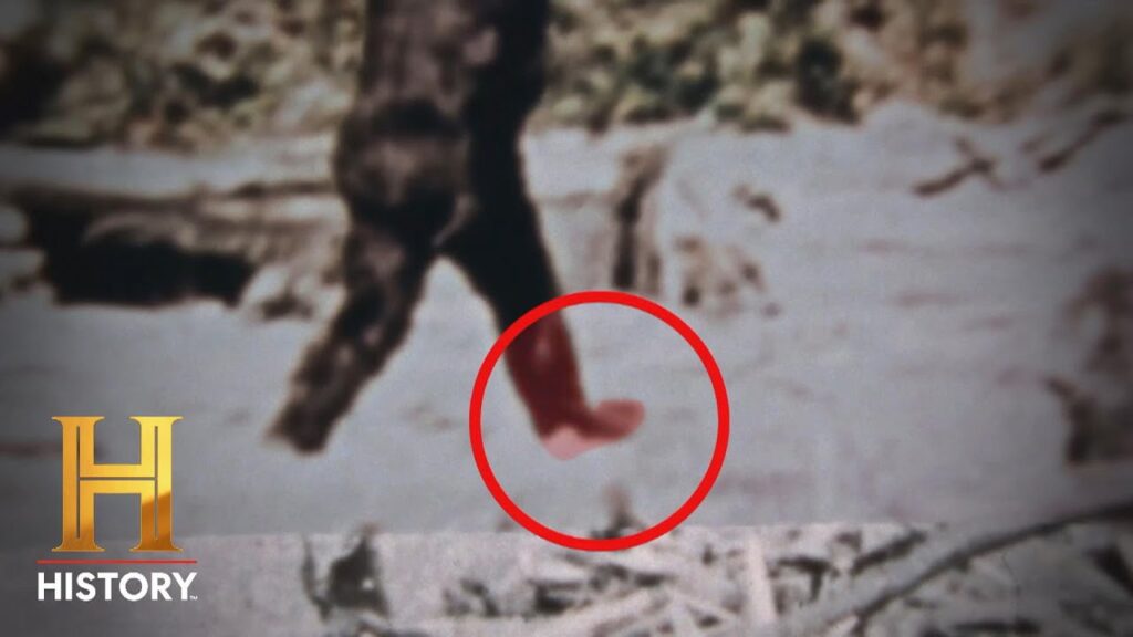 Uncovering the Truth: Bigfoot Sightings Revealed