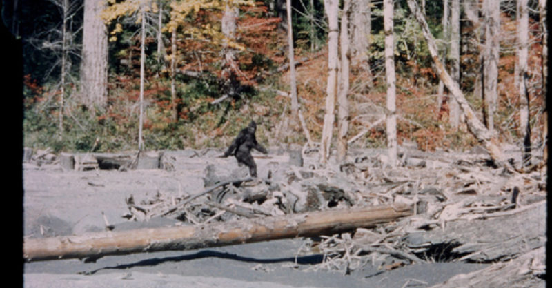 Unexplained Bigfoot Sightings in the Wilderness